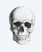 Realistic Skull