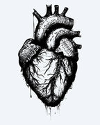 Anatomical Heart