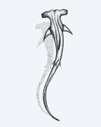Hammerhead Shark